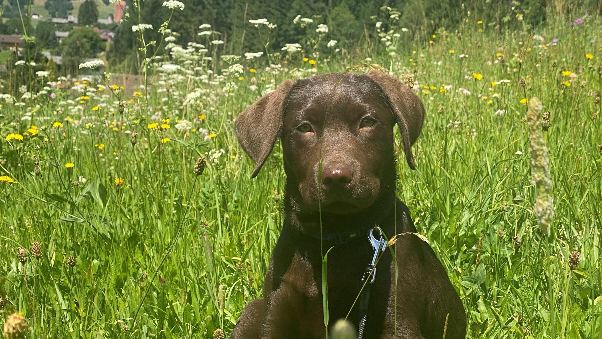 Wellness hotel in Vorarlberg with your dog 🐶✔️